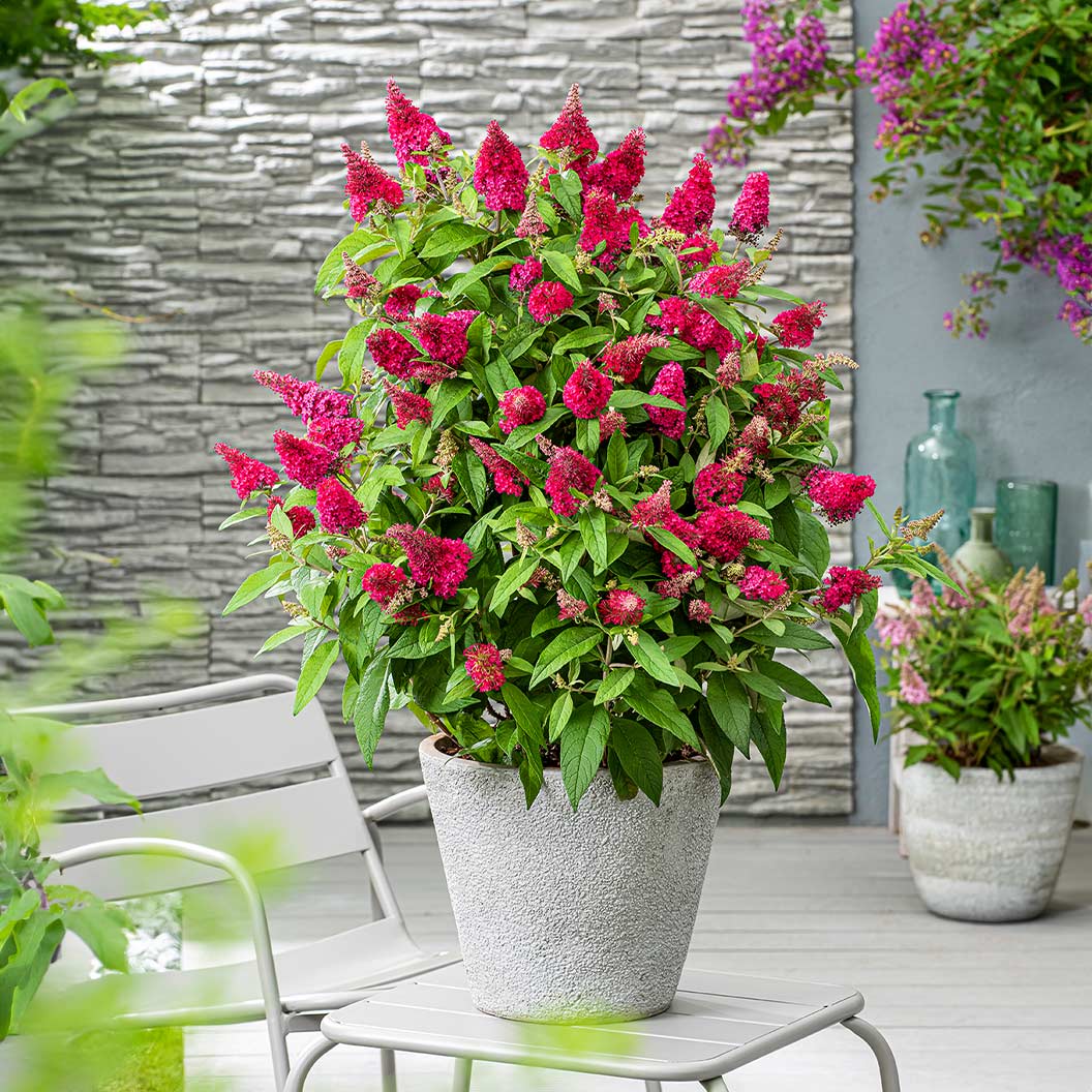Butterfly Candy® Li'l Raspberry Butterfly Bush - Image 2