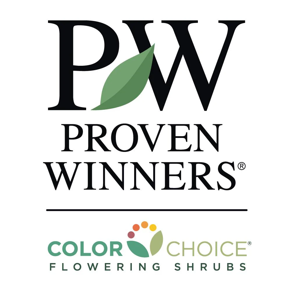 Proven Winners® Limelight Hydrangea Shrub - Image 8
