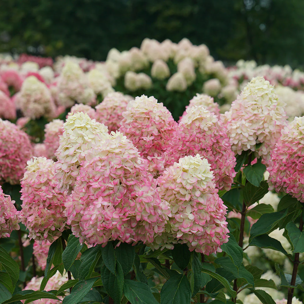 Limelight PrimeĀ® Hydrangea Shrub - Image 2