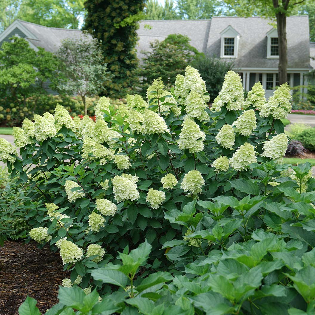 Limelight PrimeĀ® Hydrangea Shrub - Image 3