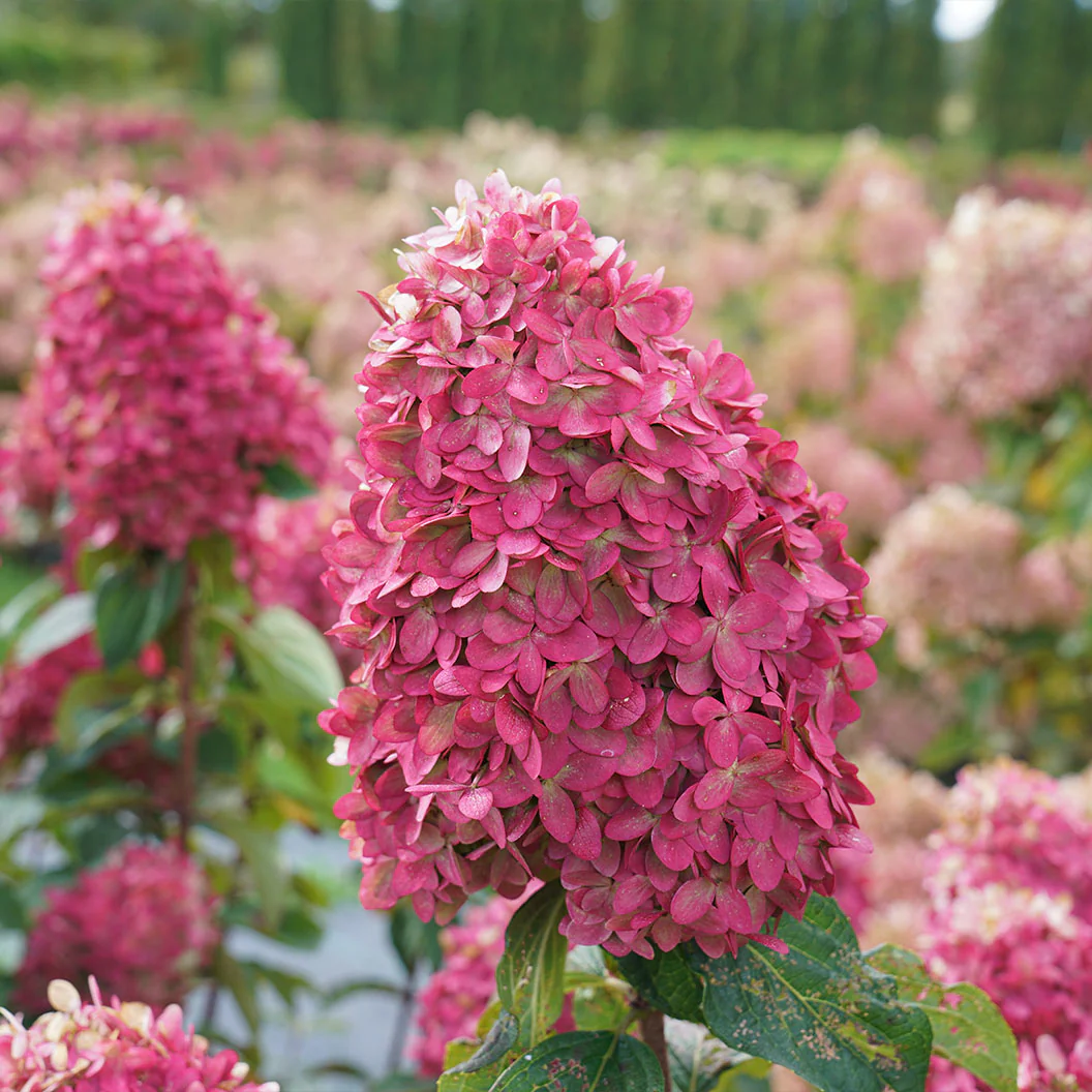 Limelight PrimeĀ® Hydrangea Shrub - Image 4