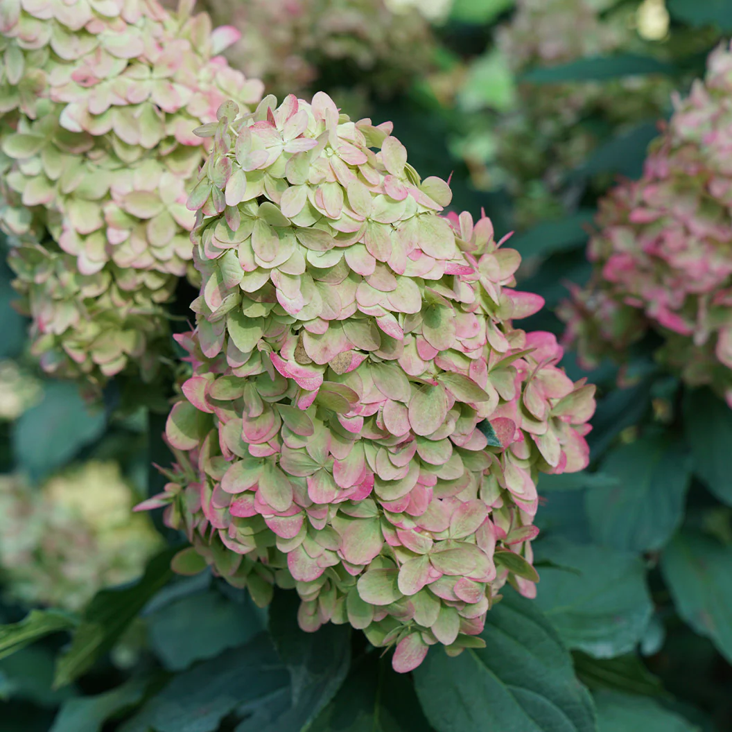 Limelight PrimeĀ® Hydrangea Shrub - Image 5