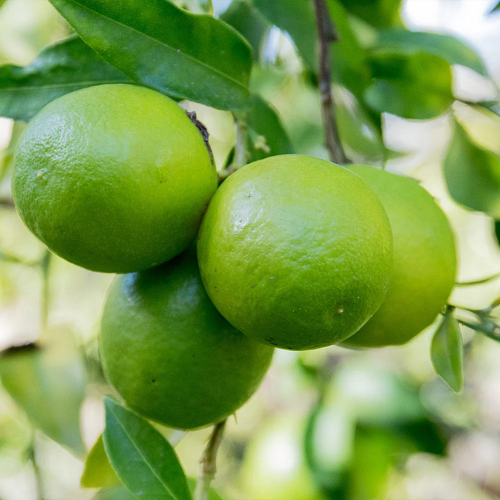 Limequat Citrus Tree - Image 3