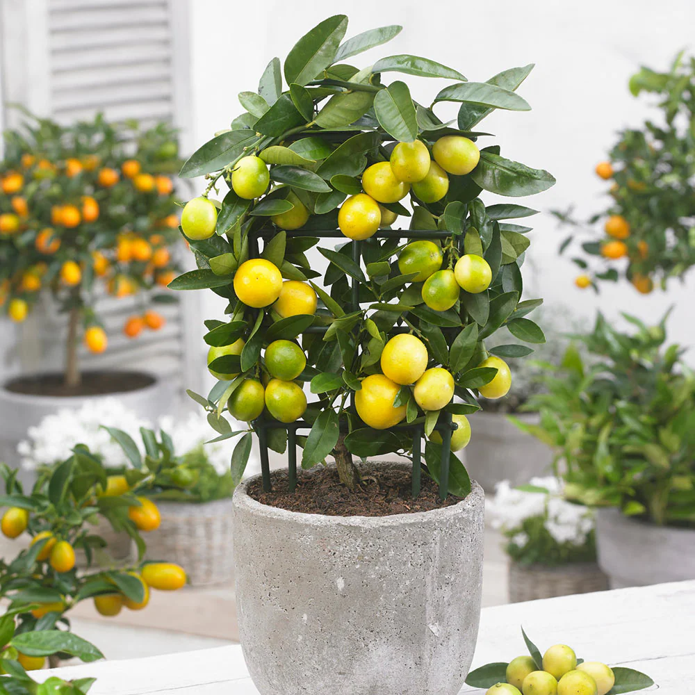Limequat Tree - Image 2