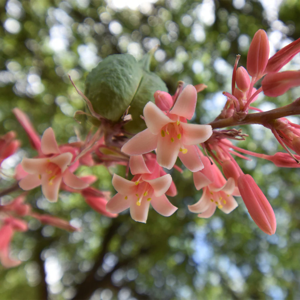 Red Yucca Little Giant - Image 3