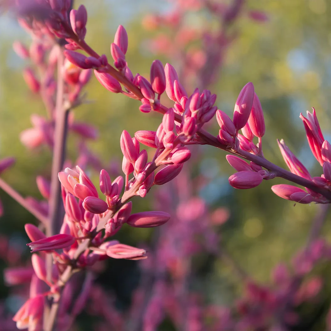 Red Yucca Little Giant - Image 4