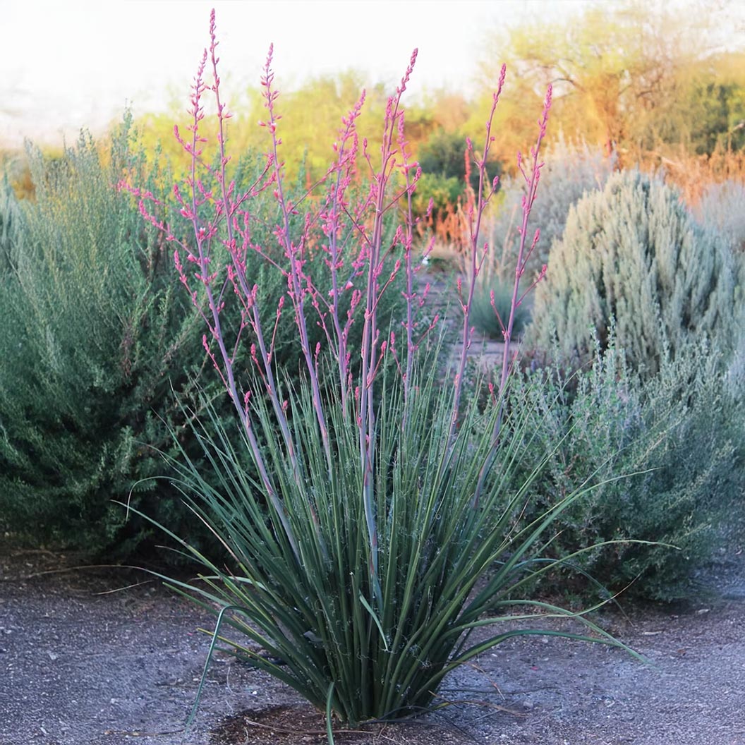Red Yucca Little Giant - Image 7