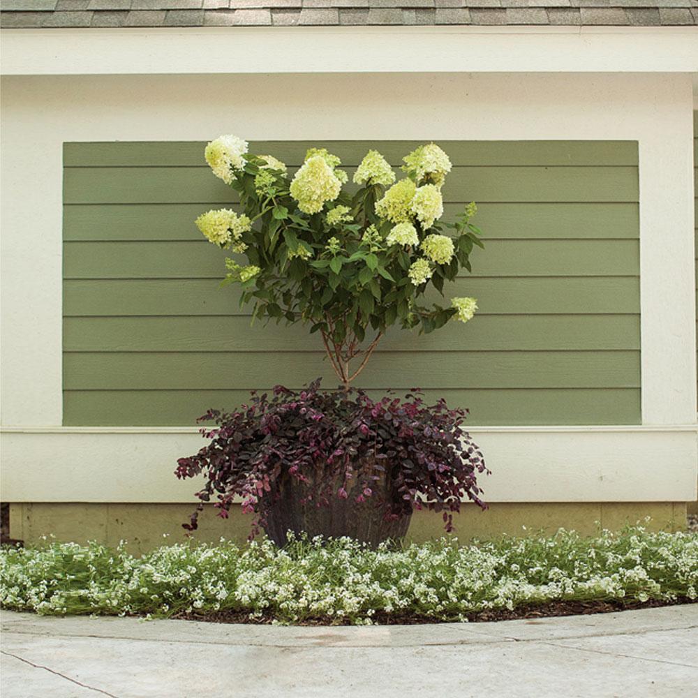 Proven Winners® Little Lime® Hydrangea Tree - Image 2