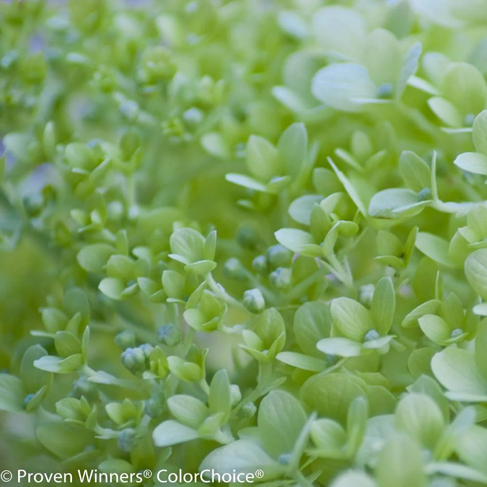 Proven Winners® Little Lime® Hydrangea Tree - Image 3