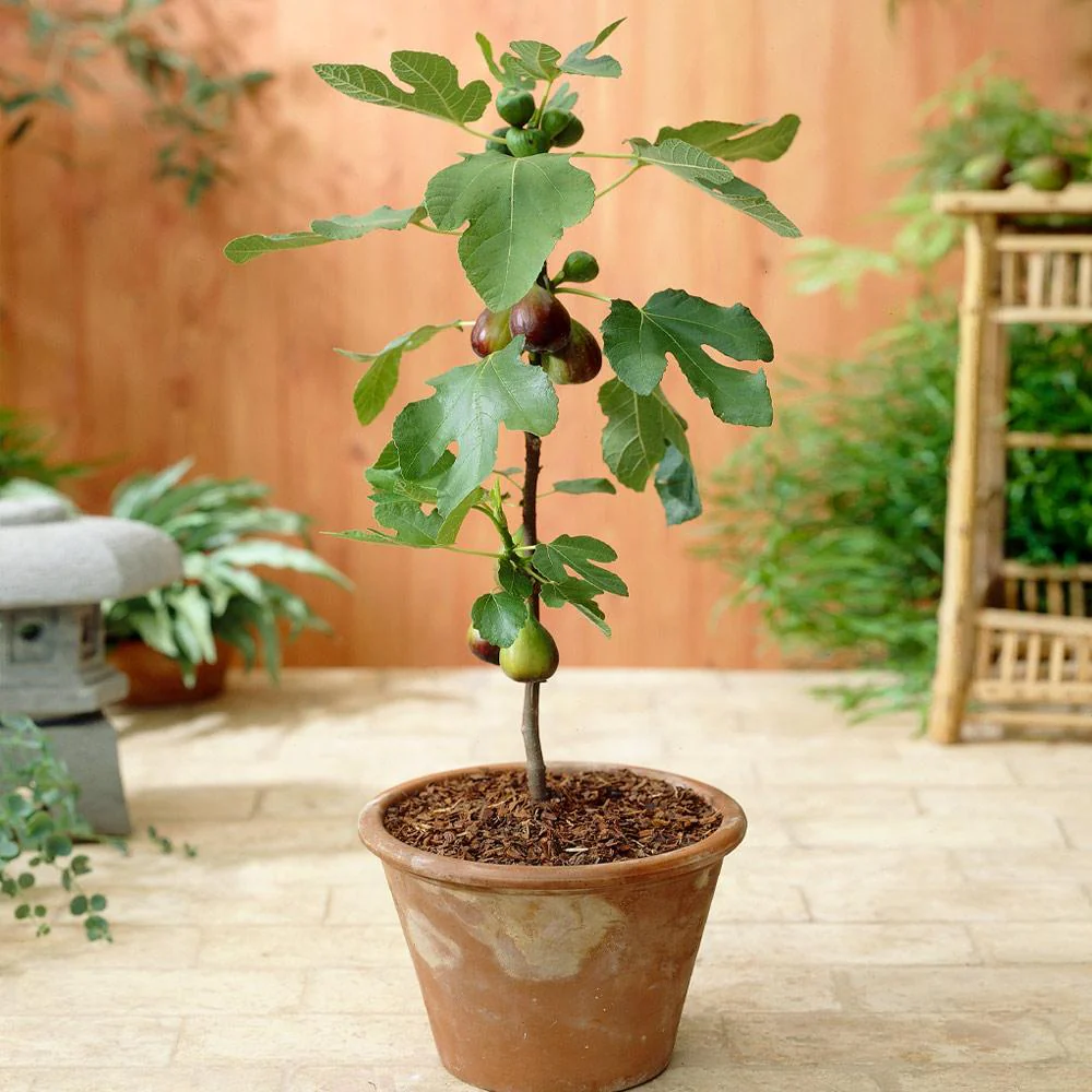 Southern Living® Little Miss Figgy™ Tree - Image 2
