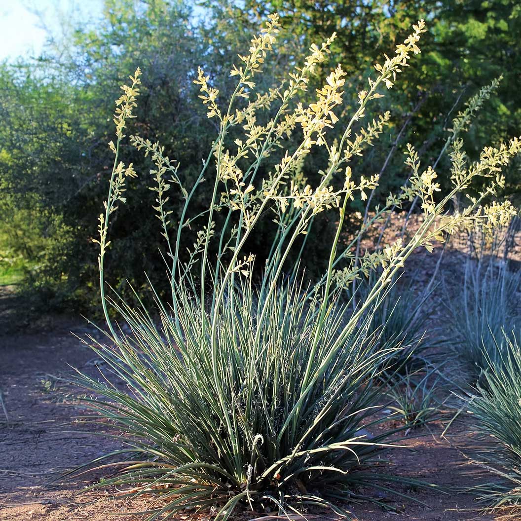 Little Miss Sunshine Yucca Shrub - Image 2