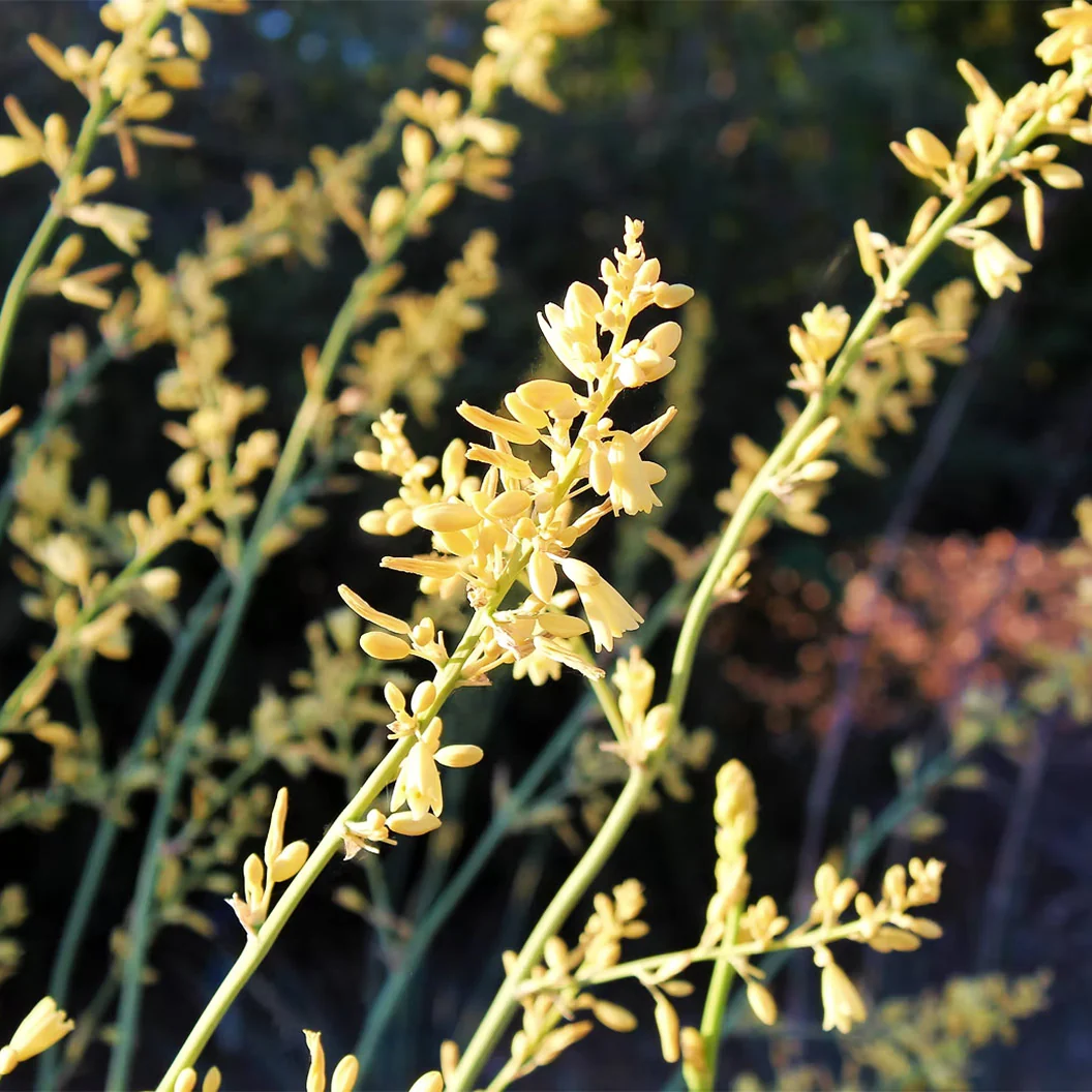 Little Miss Sunshine Yucca Shrub - Image 3