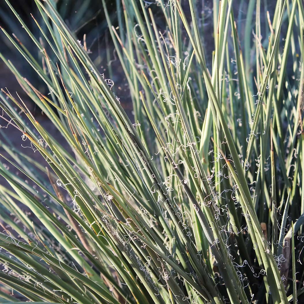 Little Miss Sunshine Yucca Shrub - Image 4