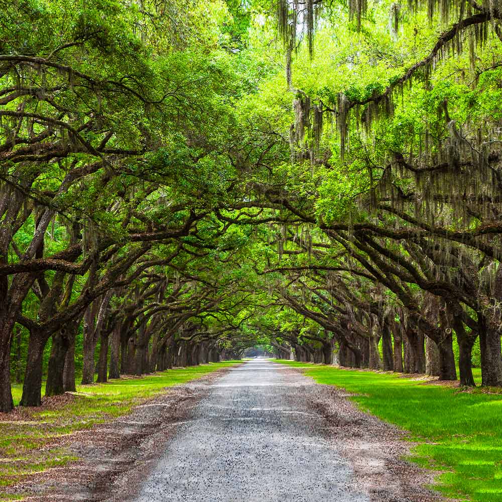 Live Oak Tree - Image 2