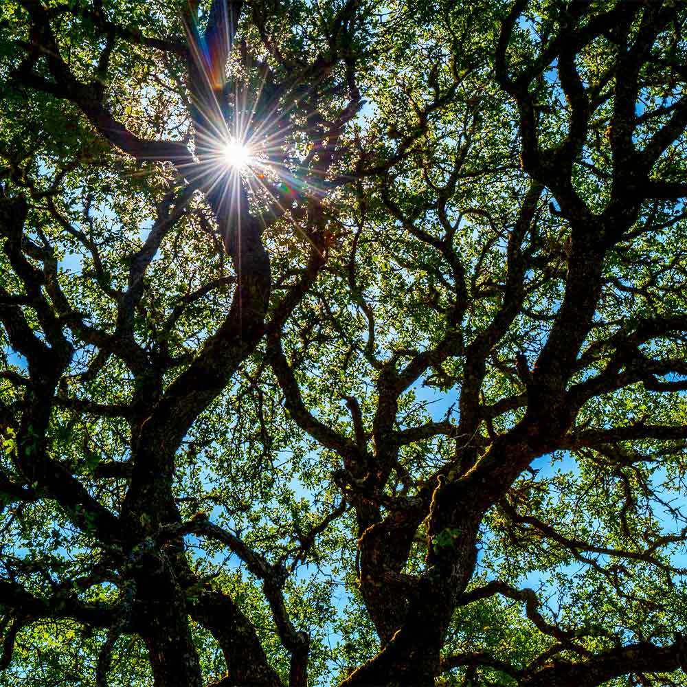 Live Oak Tree - Image 5