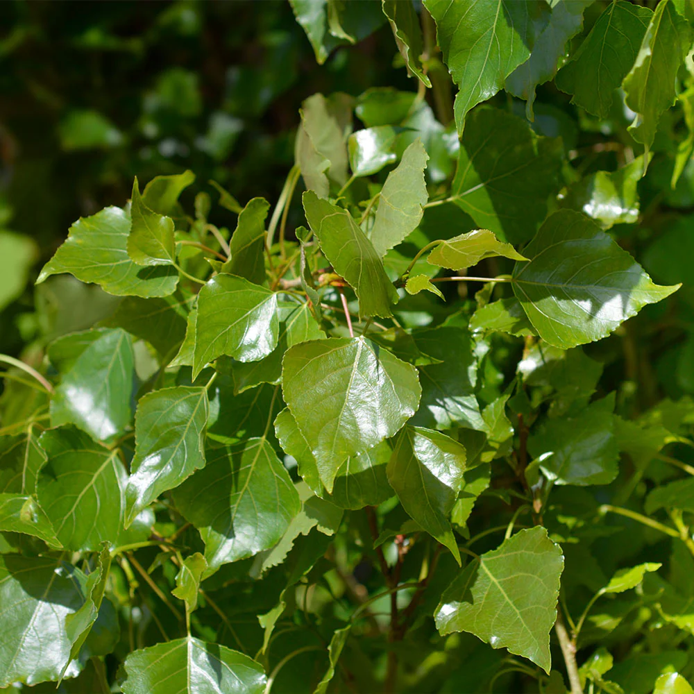 Lombardy Poplar Tree - Image 5