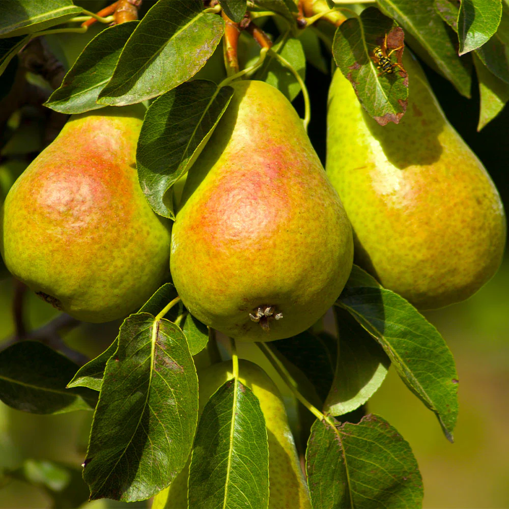 Luscious Pear Tree - Image 3