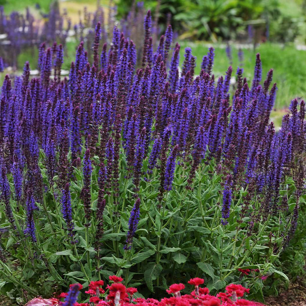 Lyrical™ Blues Salvia Plant - Image 2