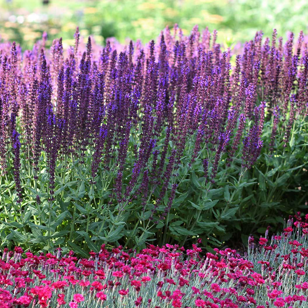 Lyrical™ Blues Salvia Plant - Image 3