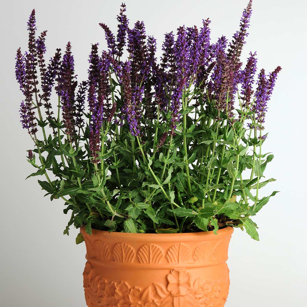 Lyrical™ Blues Salvia Plant - Image 4