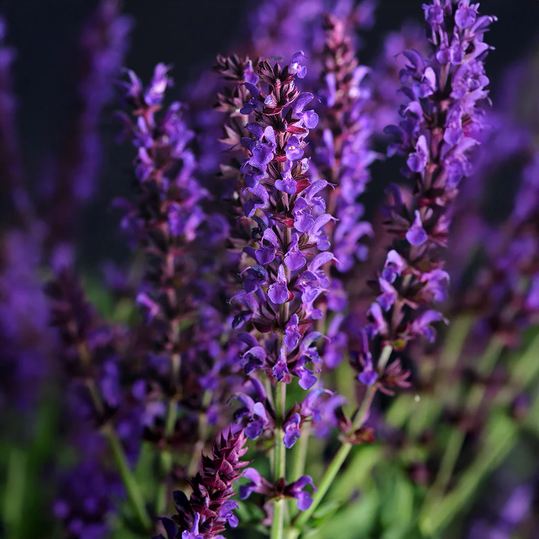 Lyrical™ Blues Salvia Plant - Image 5