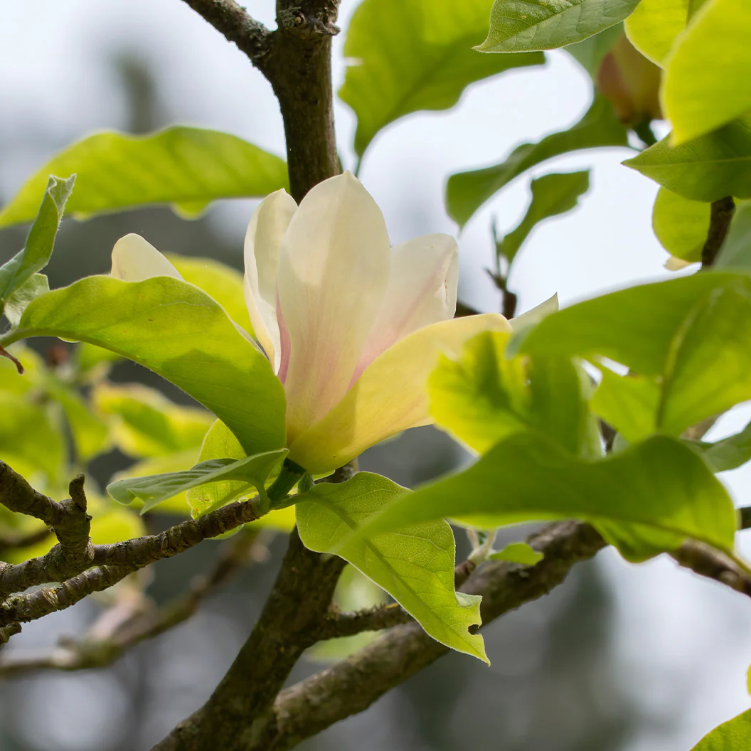 Sunsation Hybrid Magnolia Tree - Image 2