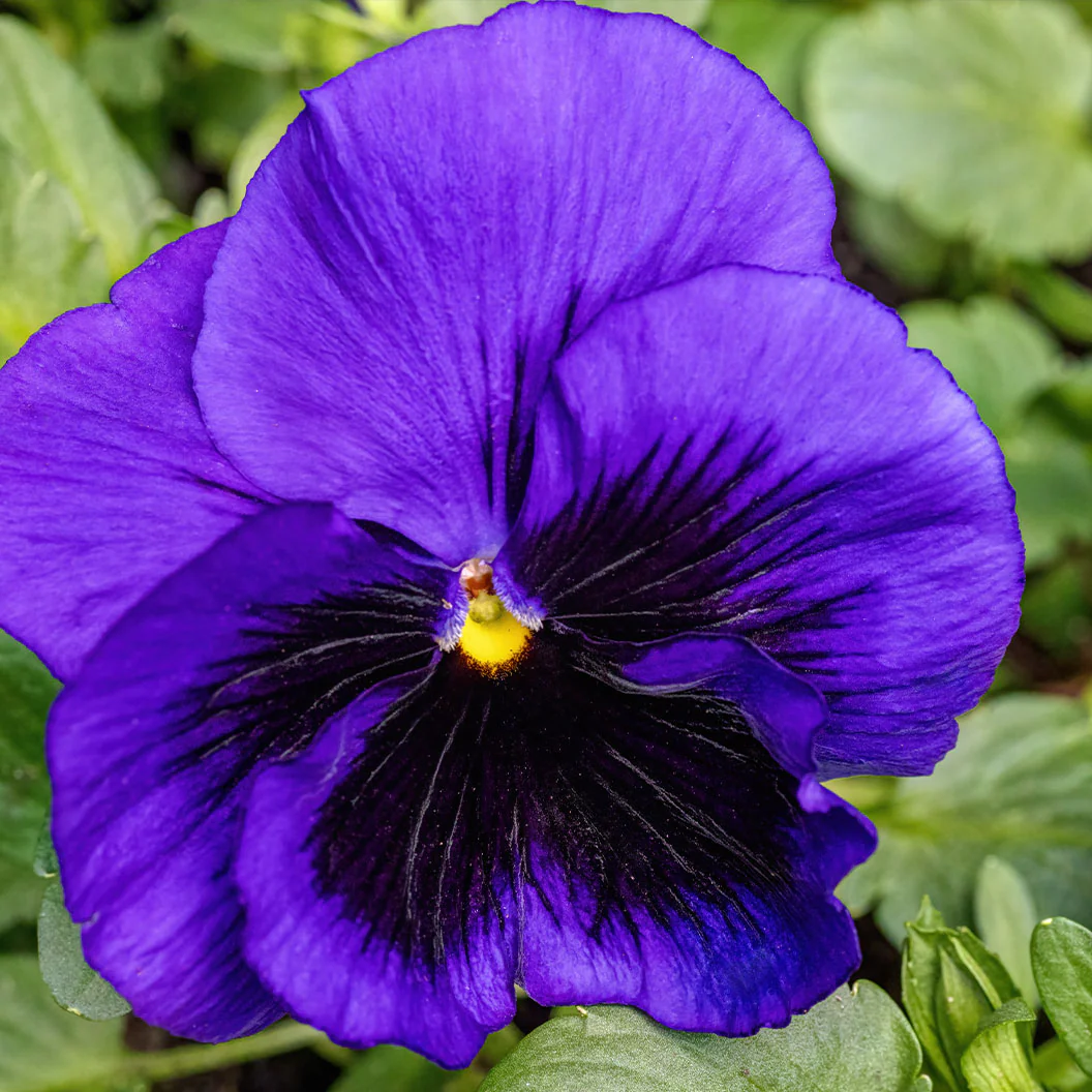 Majestic Giants II Deep Blue with Blotch Pansy Plant - Image 2