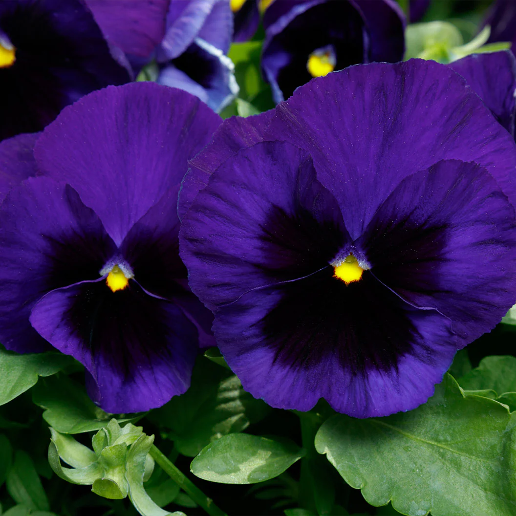 Majestic Giants II Deep Blue with Blotch Pansy Plant - Image 3