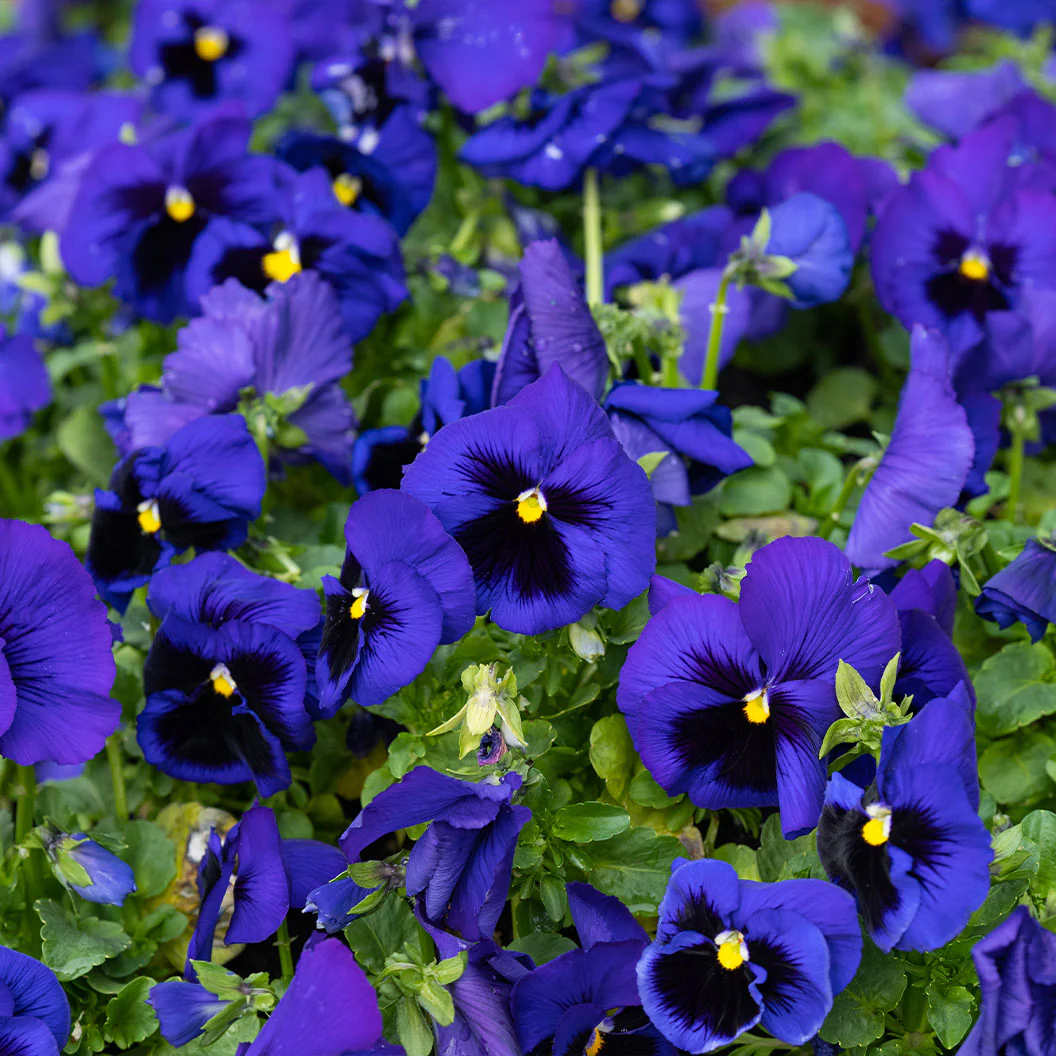 Majestic Giants II Deep Blue with Blotch Pansy Plant - Image 4
