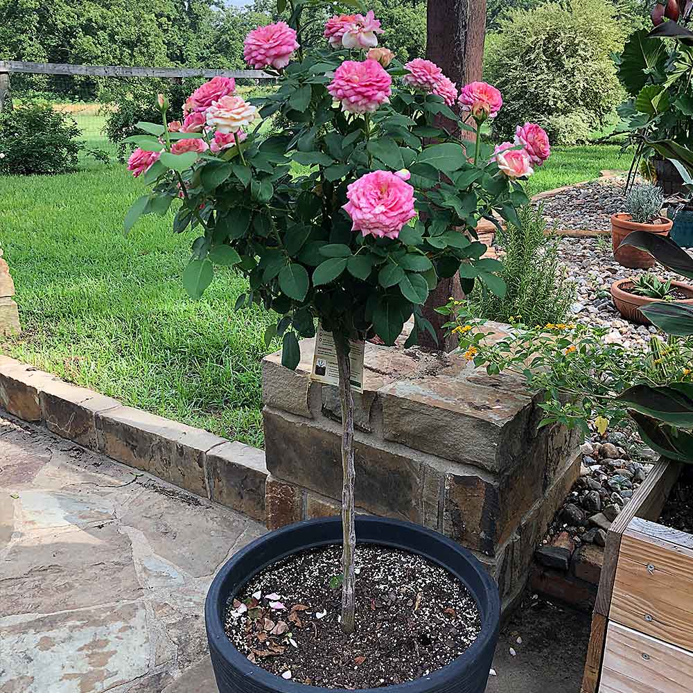 Marc Chagall Rose Tree - Image 2