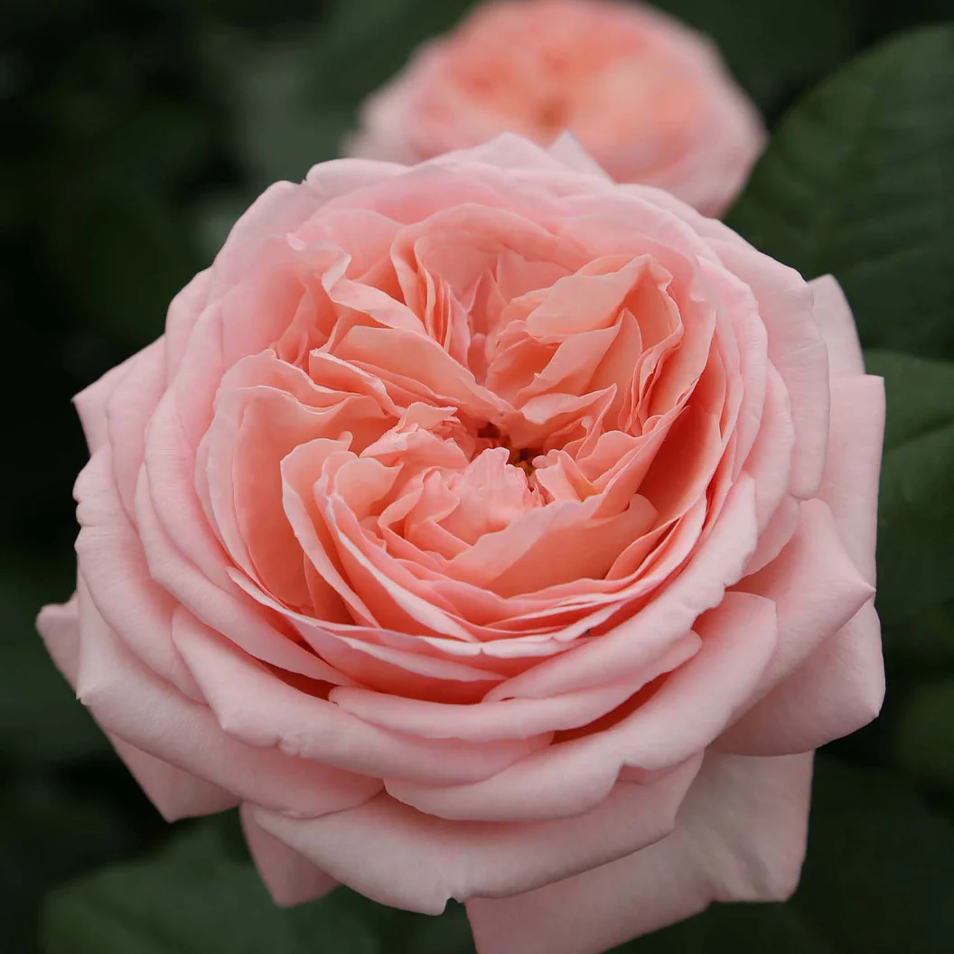 Martha Stewart™ Hybrid Tea Rose - Image 2