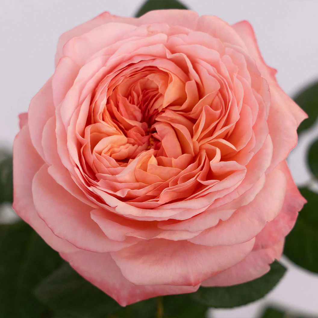 Martha Stewart™ Hybrid Tea Rose - Image 3