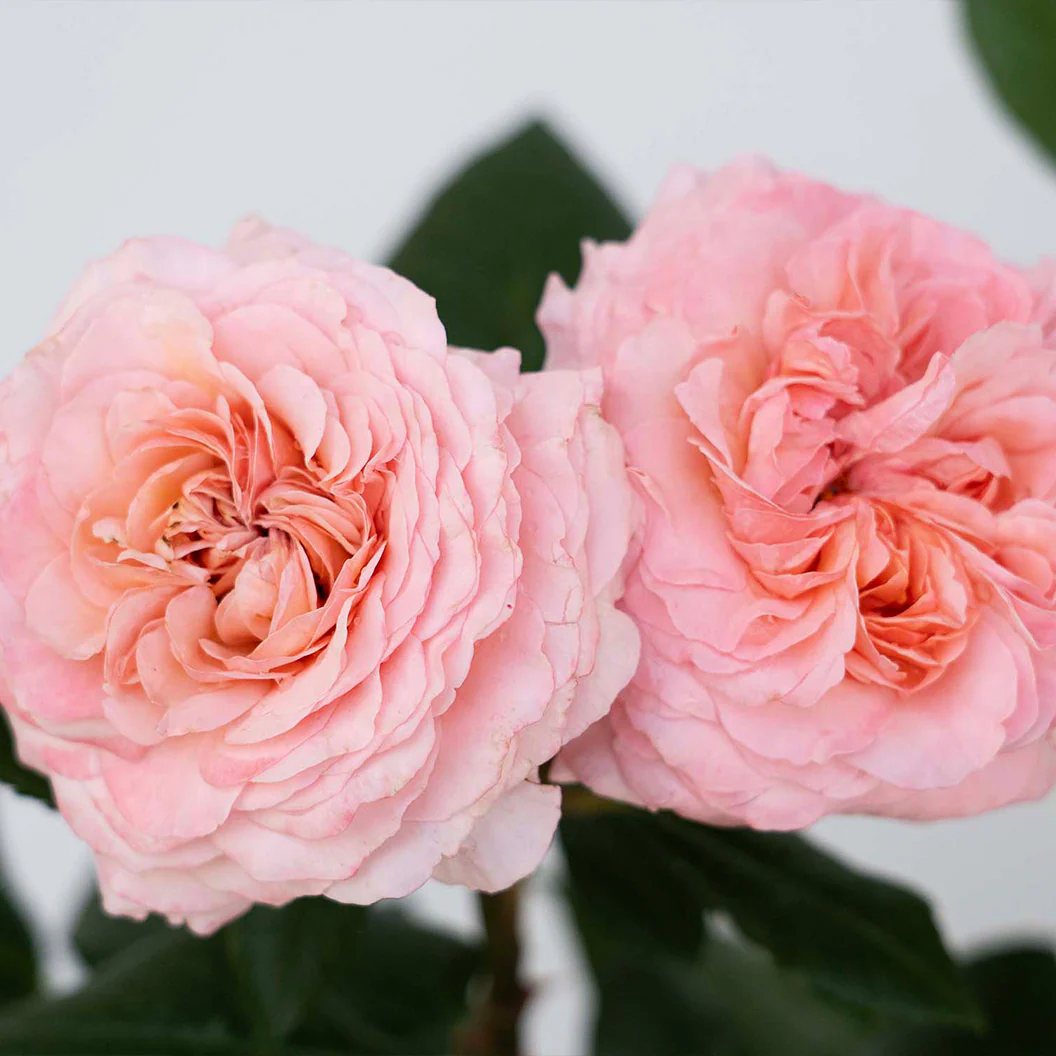 Martha Stewart™ Hybrid Tea Rose - Image 4