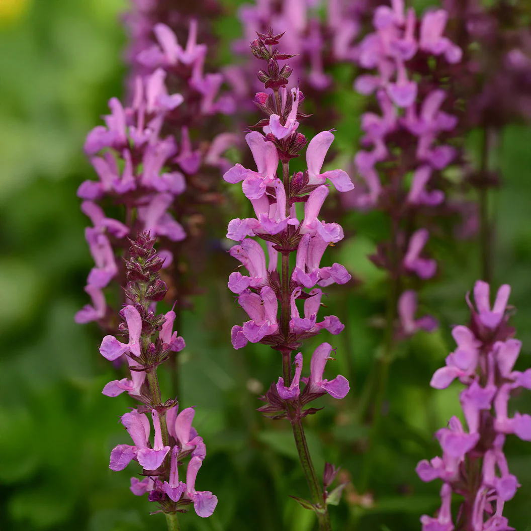 Better VersionsĀ® Marvel Rose Salvia Plant - Image 3