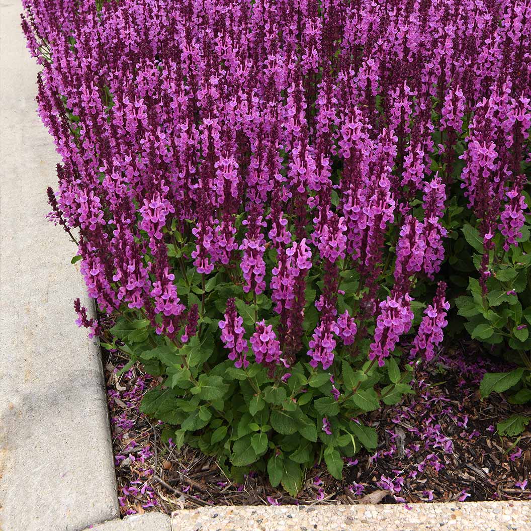 Better VersionsĀ® Marvel Rose Salvia Plant - Image 4