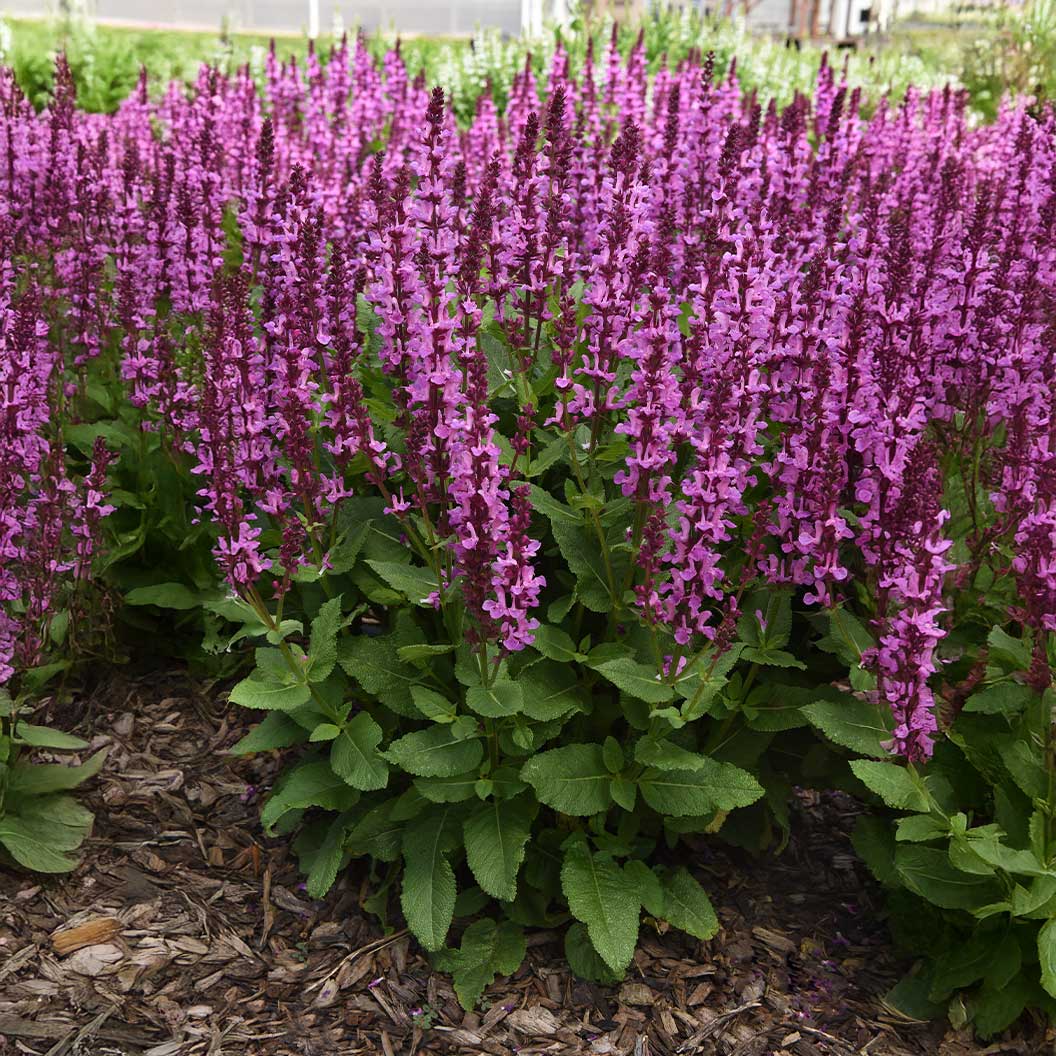 Better VersionsĀ® Marvel Rose Salvia Plant - Image 5