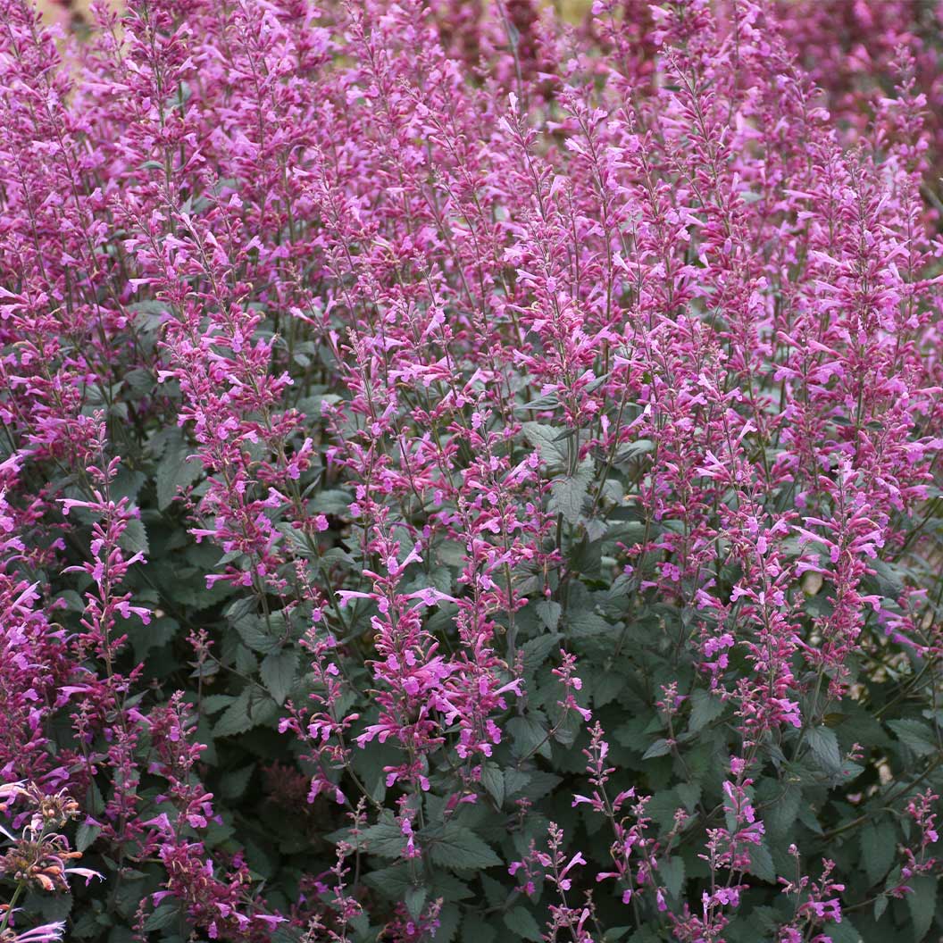 Meant to Bee® Royal Raspberry Agastache Plant - Image 3