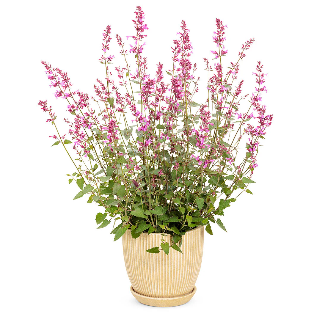 Meant to Bee® Royal Raspberry Agastache Plant - Image 4