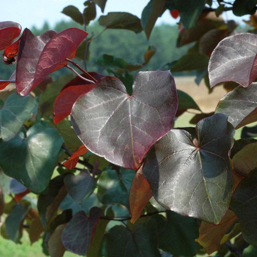 Merlot Redbud Tree - Image 3
