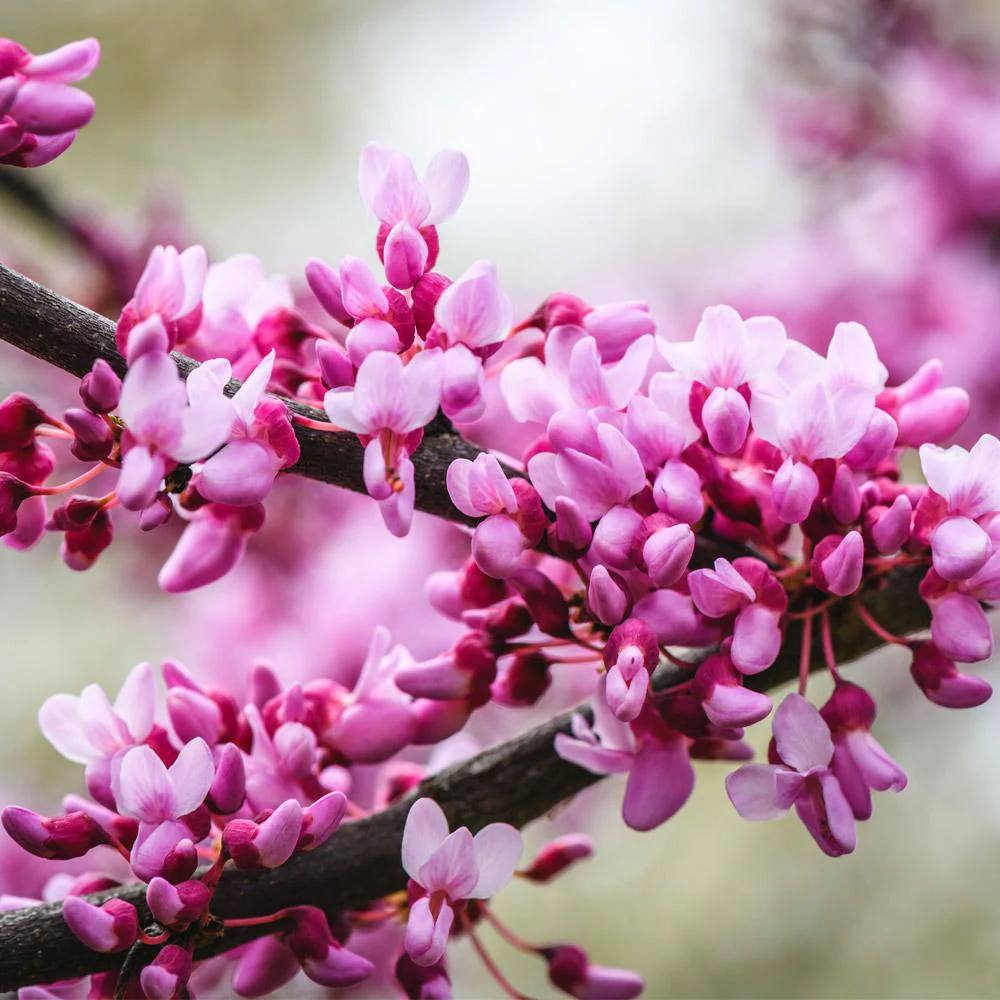 Merlot Redbud Tree - Image 4