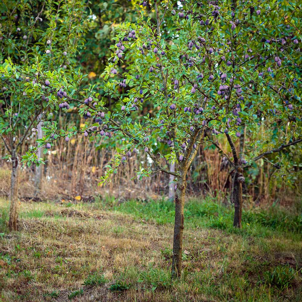 Methley Plum Tree - Image 5