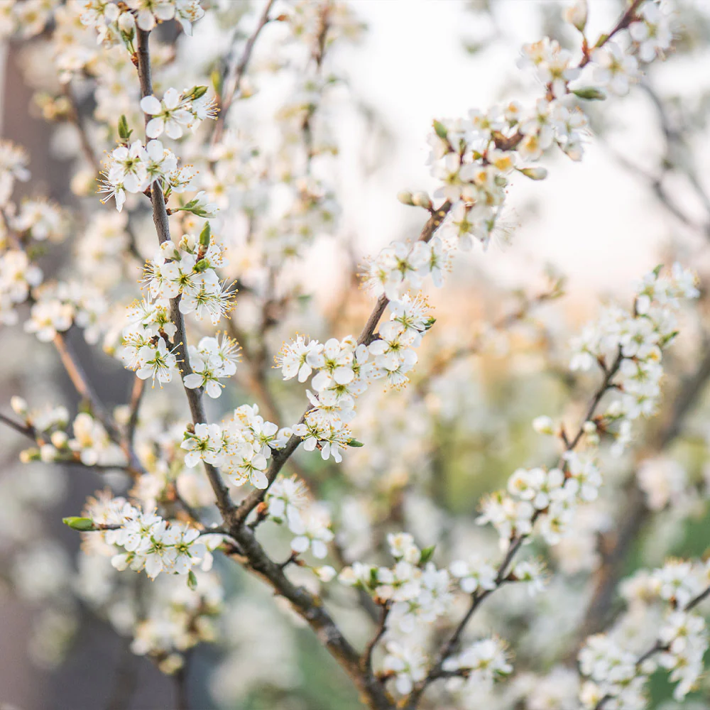 Methley Plum Tree - Image 6