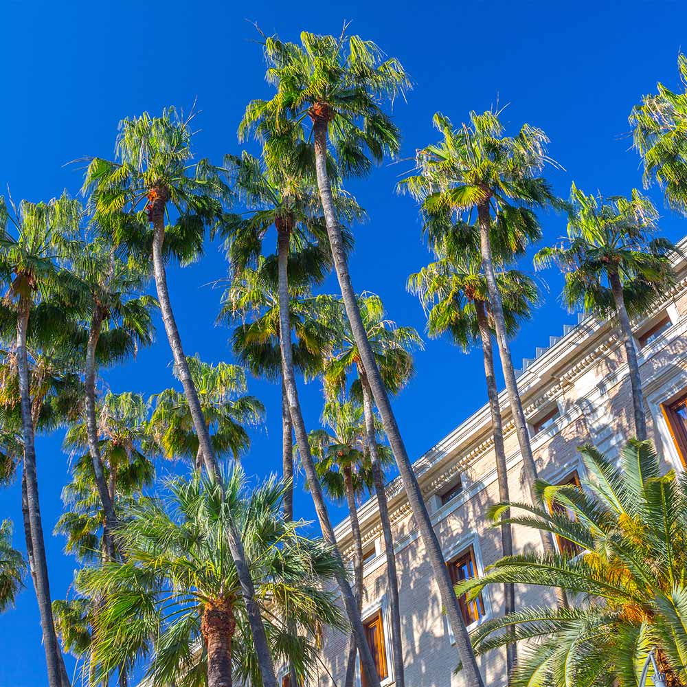 Mexican Fan Palm Tree - Image 2