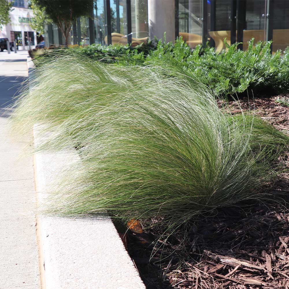 Mexican Feather Grass - Image 2