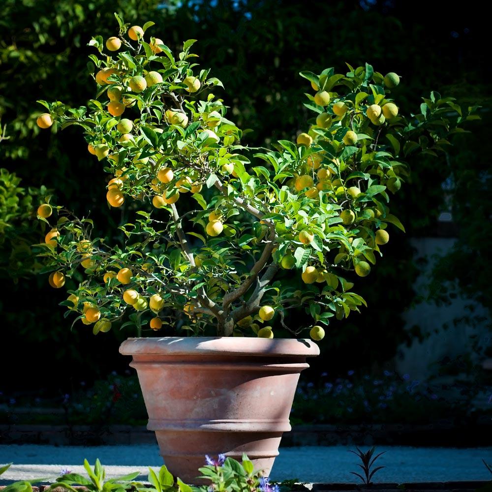 Meyer Lemon Bush - Image 5