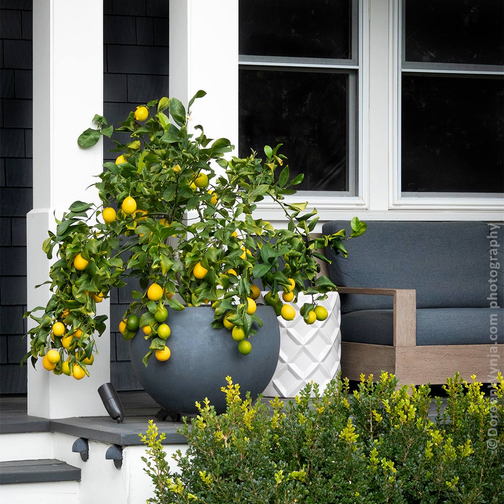 Meyer Lemon Bush - Image 2