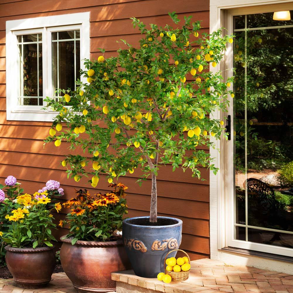 Meyer Lemon Tree - Image 2