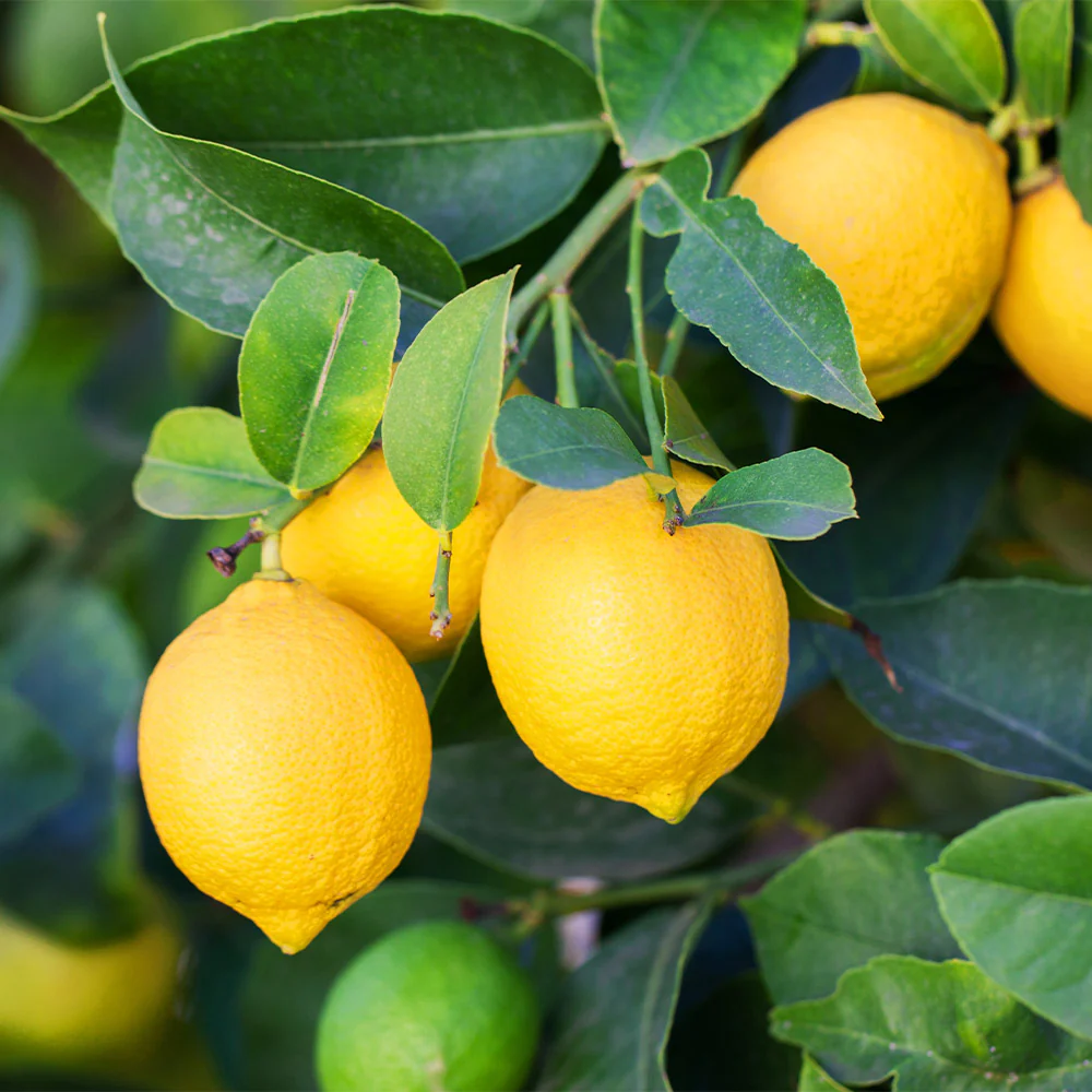 Meyer Lemon & Limequat Cocktail Bush - Image 5