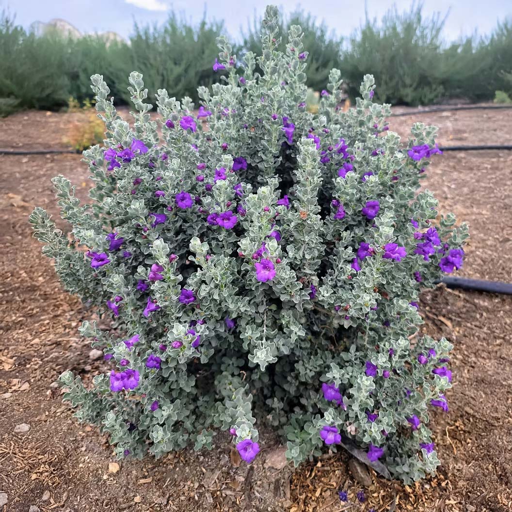 Microburst™ Texas Sage Shrub - Image 2