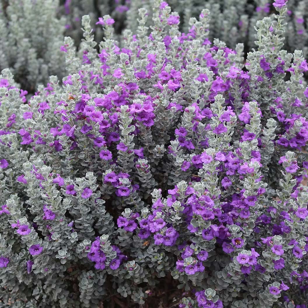 Microburst™ Texas Sage Shrub - Image 3
